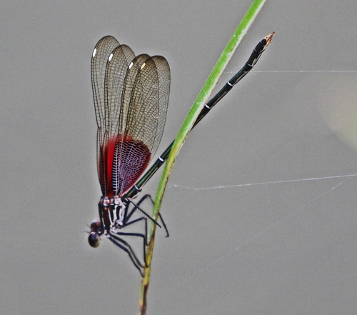 American Rubyspot