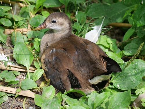 iNaturalist: (c) avaw731, some rights reserved (CC BY-NC) iNaturalist image