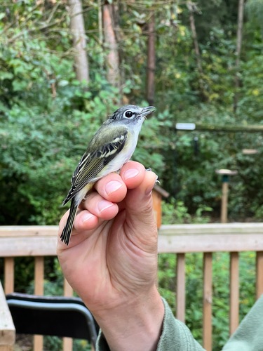 Blue-headed Vireo