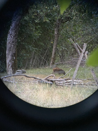 Wild Boar