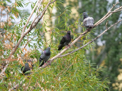 Feral Pigeon