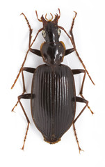 Platynus tenuicollis