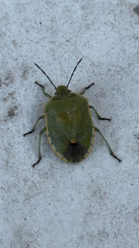 Conchuela Bug