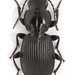 Pterostichus coracinus - Photo (c) Pierrick Bloin, some rights reserved (CC BY-NC), uploaded by Pierrick Bloin