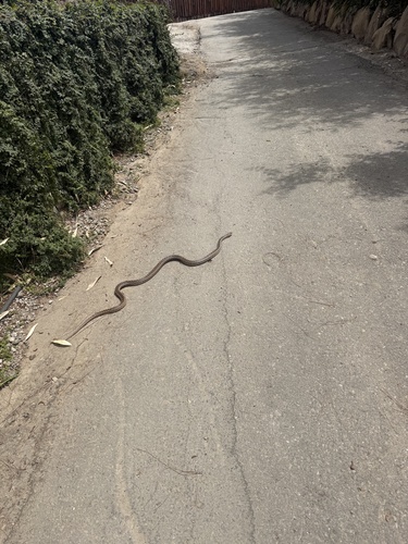 Gopher Snake