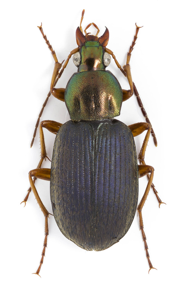 Tricolored Harp Ground Beetle