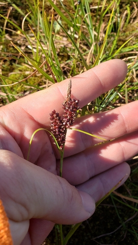 Carex rotundata, 2026-07-26