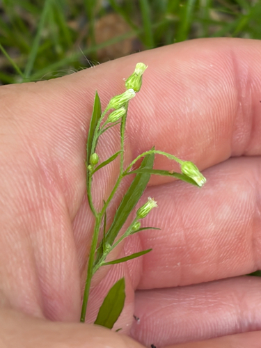 horseweed