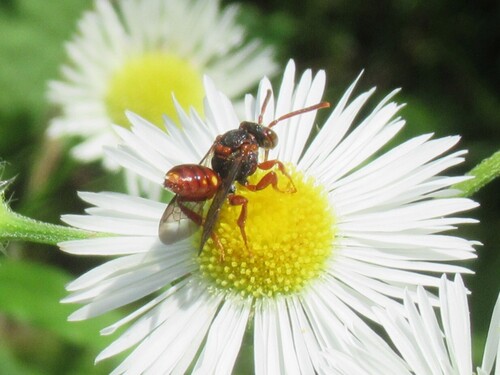 Short-spined Nomad Bee