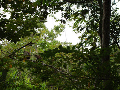 Cercopithecus mona