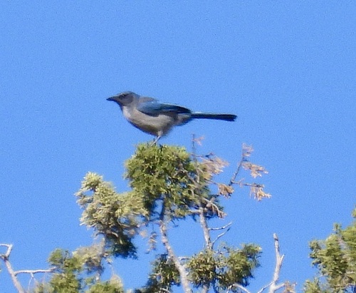 Woodhouse's Scrub-Jay