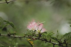Calliandra magdalenae image