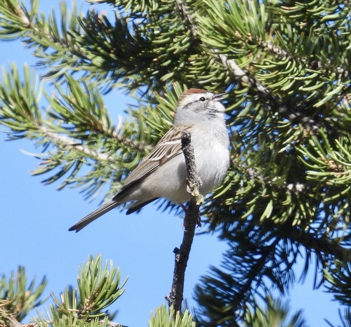 Chipping Sparrow