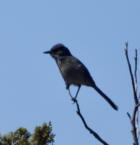 Woodhouse's Scrub-Jay