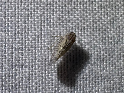 Cedusa maculata
