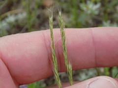 Limnodea arkansana