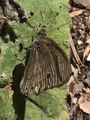 Hermeuptychia sosybius