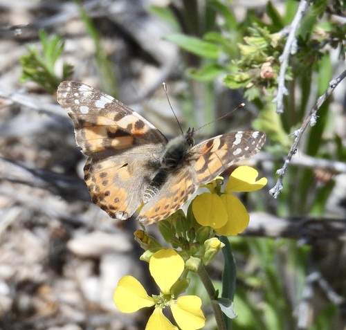 Painted Lady