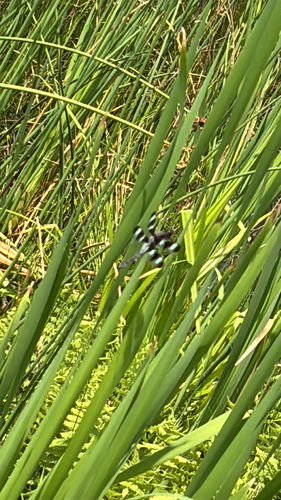 Twelve-spotted Skimmer