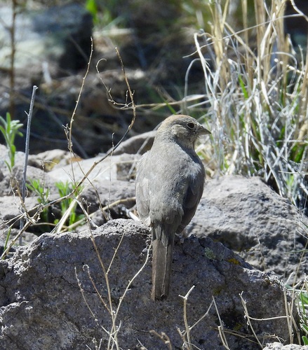 Canyon Towhee
