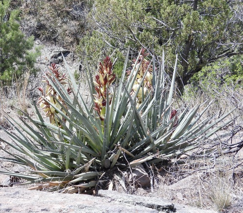 Banana Yucca