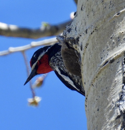 Red-naped Sapsucker