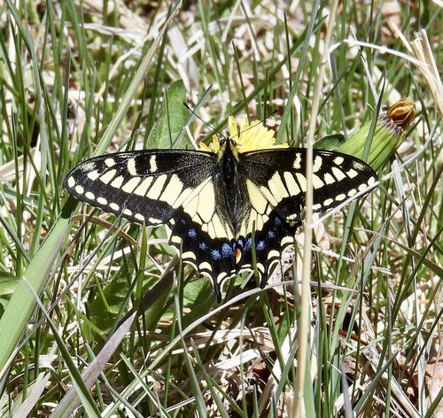 Anise Swallowtail