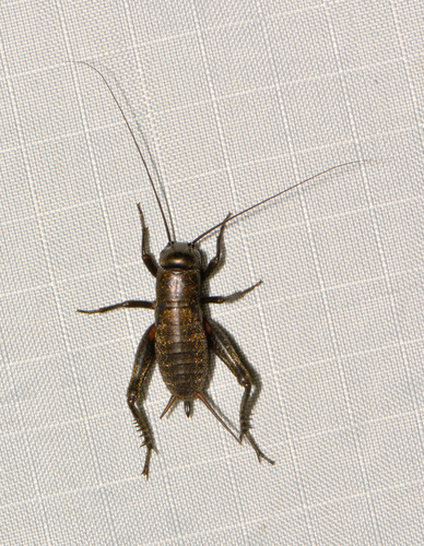 Gryllus