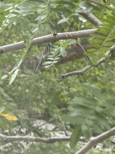 Blue-eyed Darner