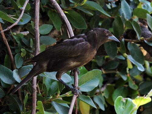 Molothrus aeneus