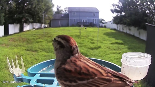 Chipping Sparrow