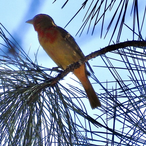 Summer Tanager