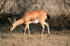 Gazella bennettii