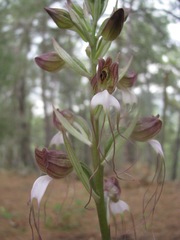 Himantoglossum comperianum