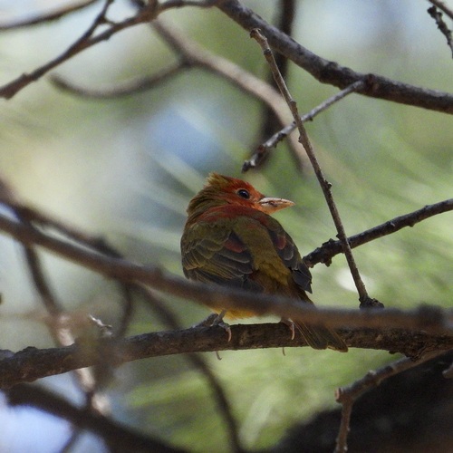 Summer Tanager