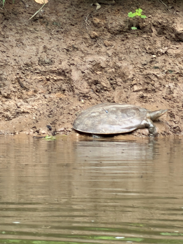 Spiny Softshell