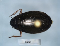 Dineutus discolor