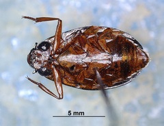 Dineutus discolor