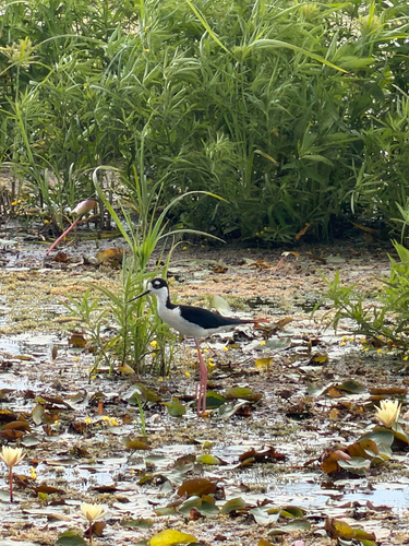 Black-necked Stilt
