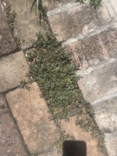 Common Purslane