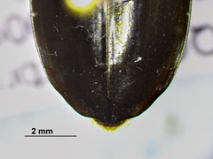 Dineutus discolor