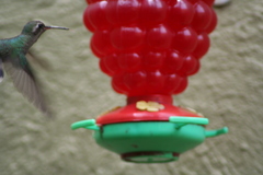 Cynanthus latirostris