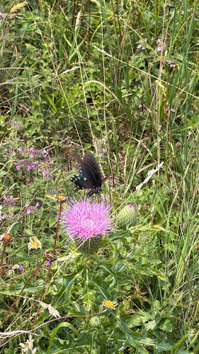 Pipevine Swallowtail