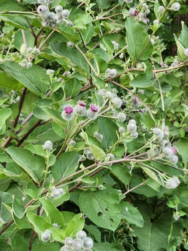 Woolly Burdock