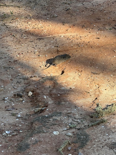 Hispid Cotton Rat