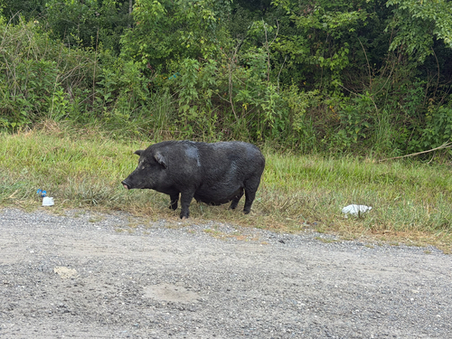 Wild Boar