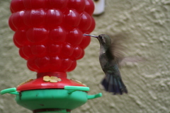 Cynanthus latirostris