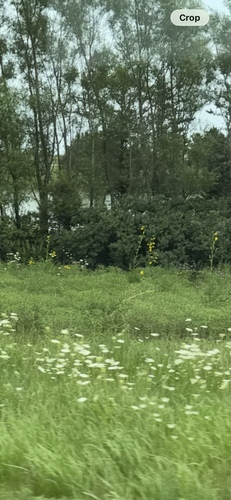compass plant