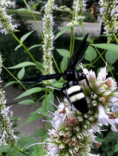 Double-banded Scoliid Wasp