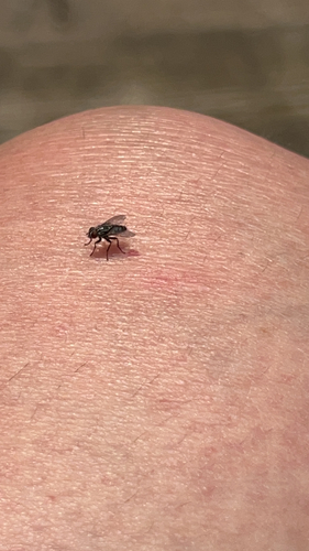 Stable Fly